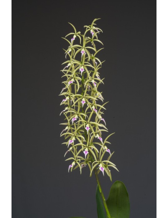 Prosthechea ionocentra