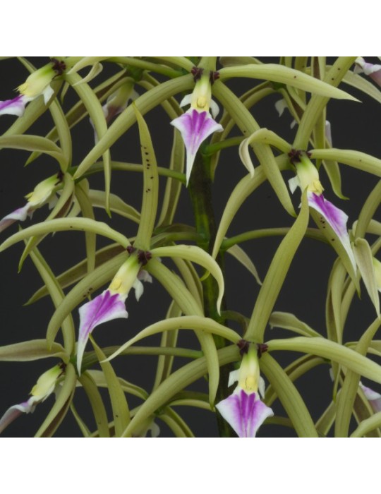 Prosthechea ionocentra