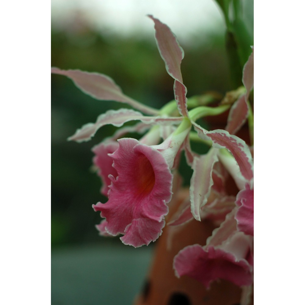 Trichopilia x crispa