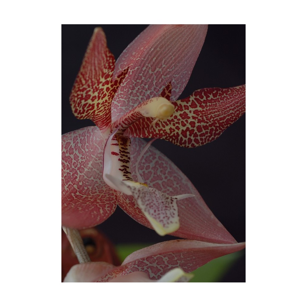 Houlletia tigrina