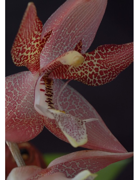 Houlletia tigrina