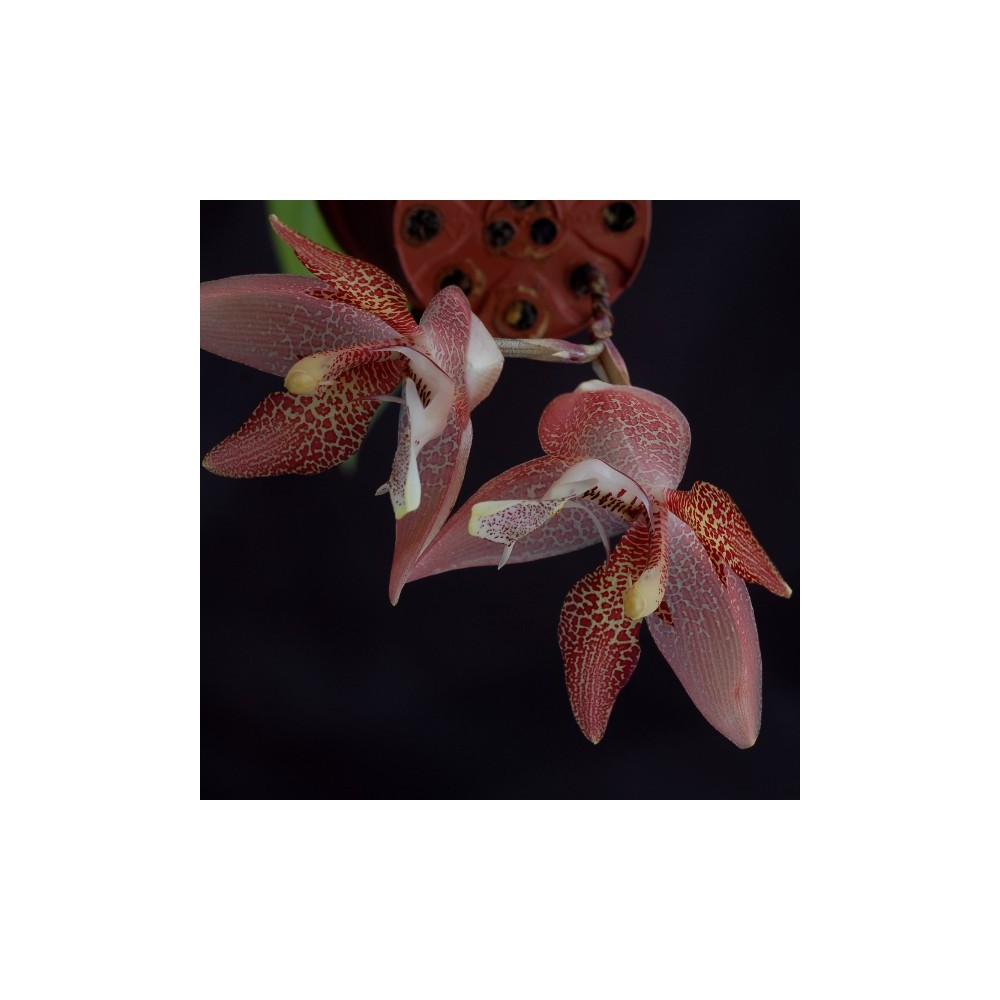 Houlletia tigrina