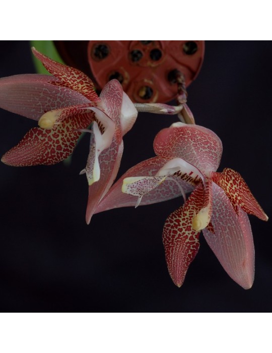 Houlletia tigrina
