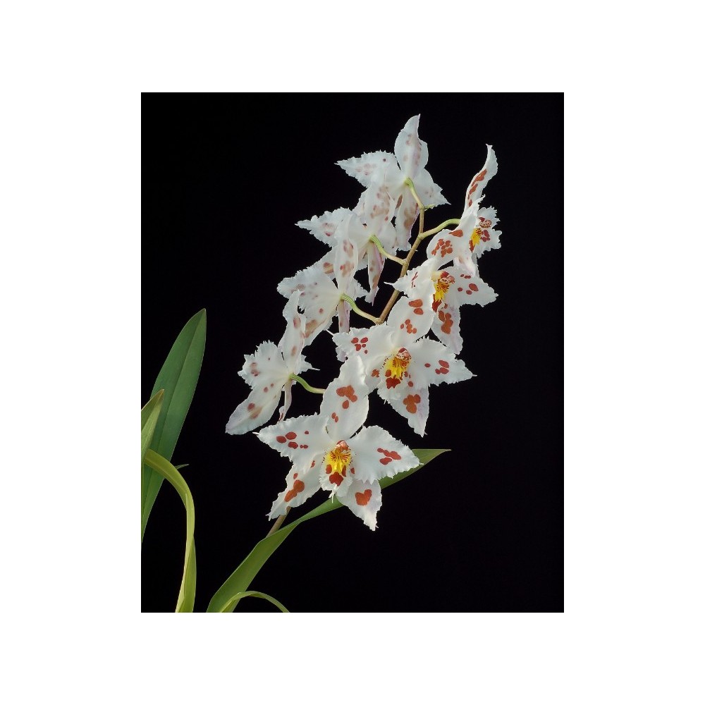 Odontoglossum crispum