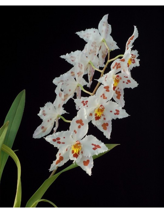 Odontoglossum crispum