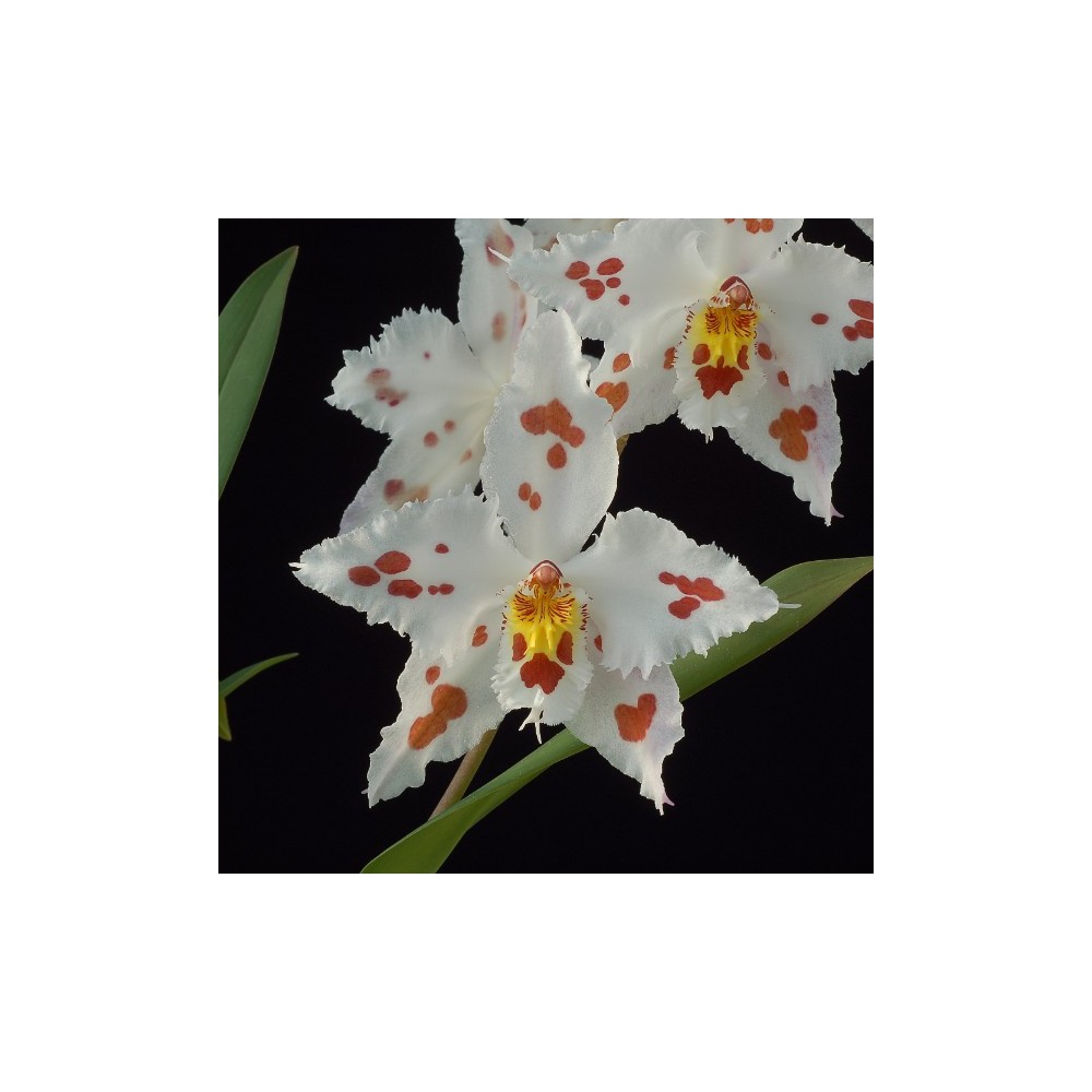 Odontoglossum crispum