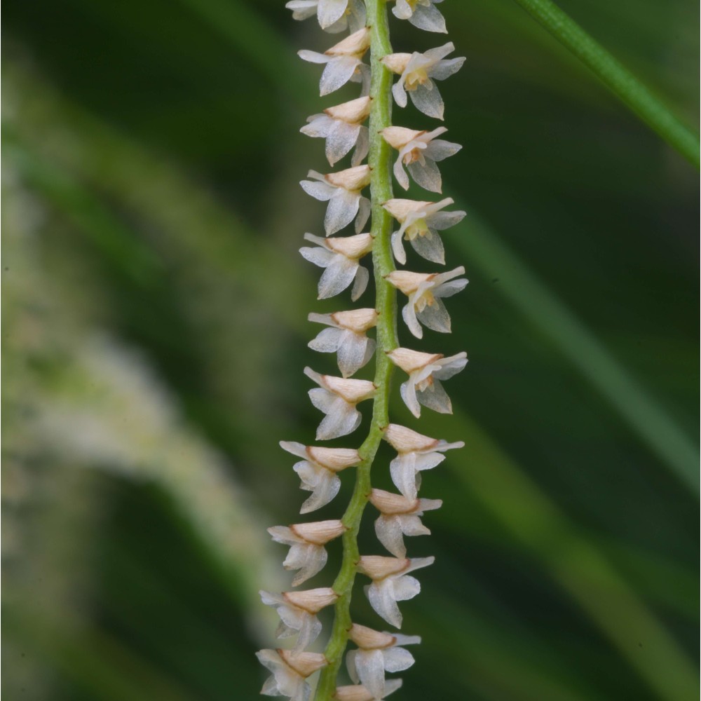 Dendrochilum tenellum