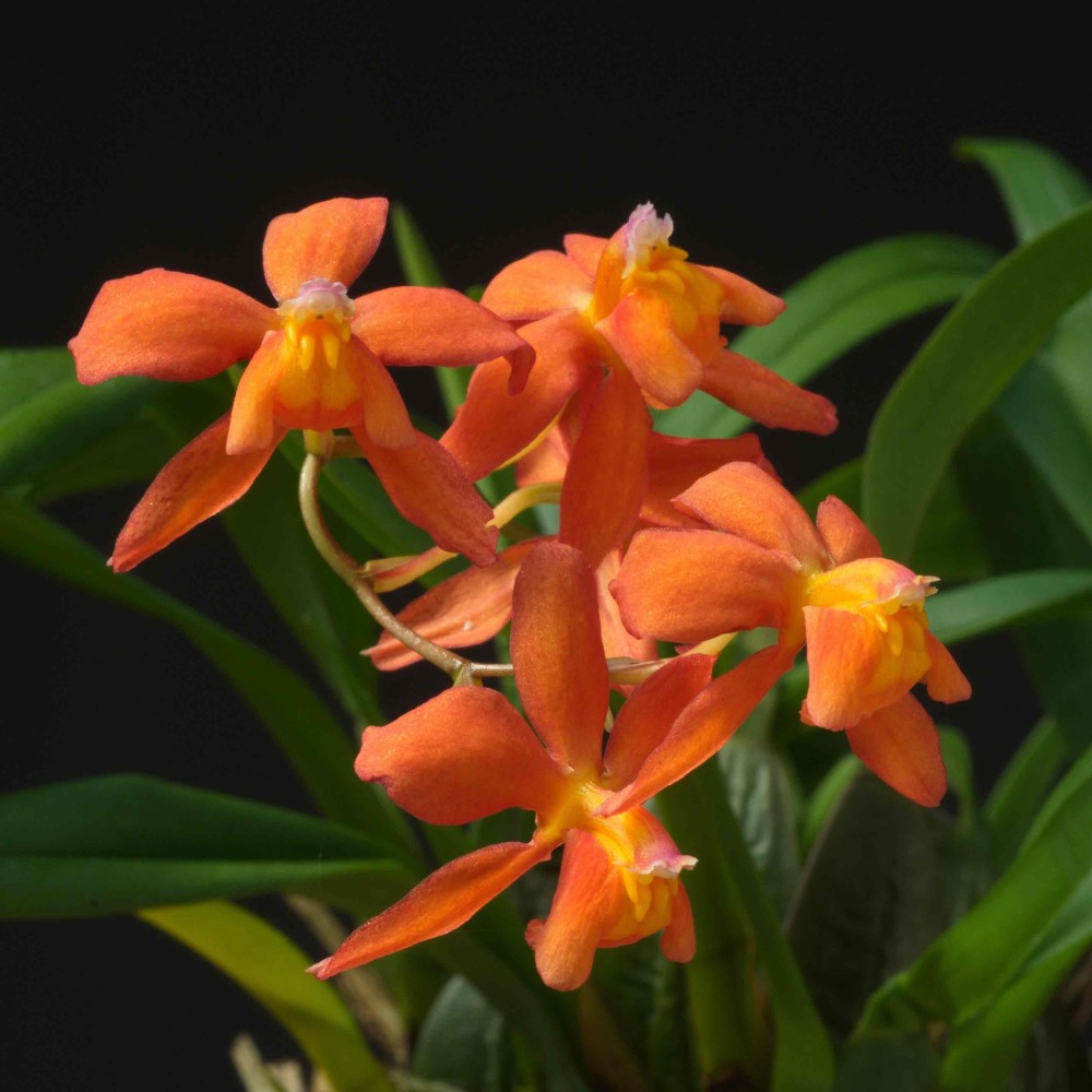 Cochlioda noezliana