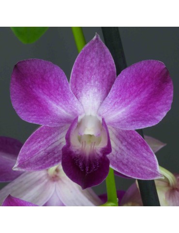 Dendrobium Blue Happiness