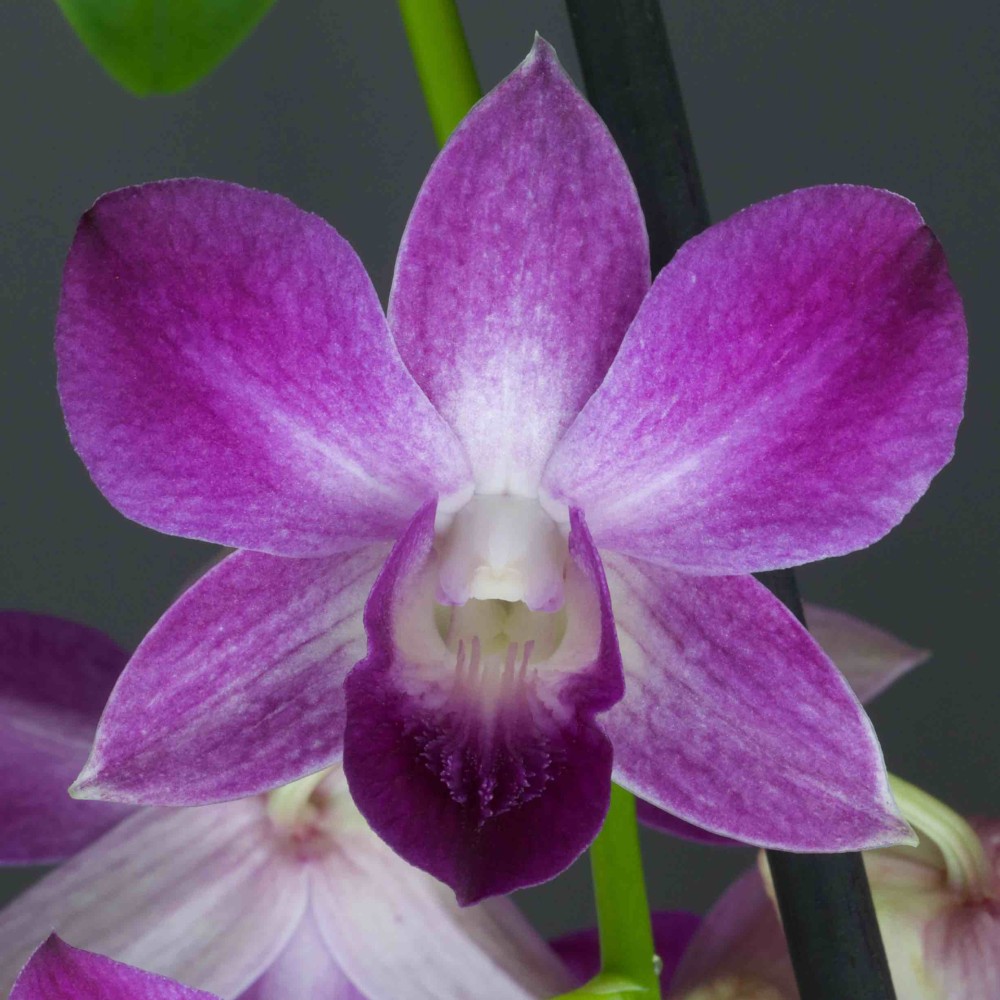 Dendrobium Blue Happiness