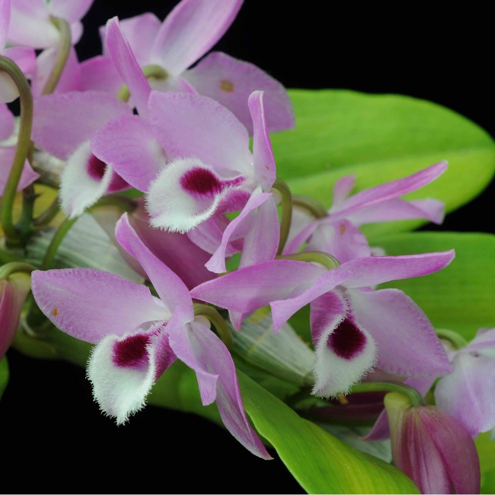 Dendrobium parishii
