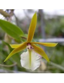 Dinema polybulbon