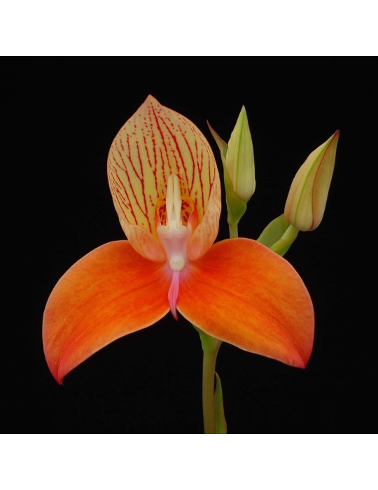Disa Oak Valley