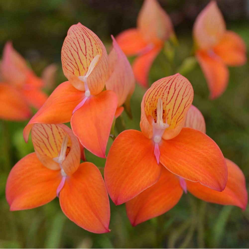 Disa Oak Valley