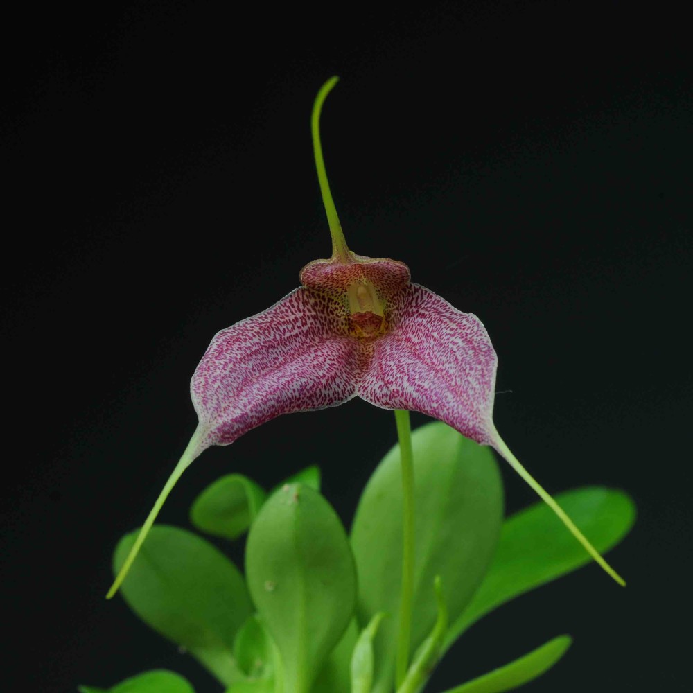 Masdevallia Enez Eusa