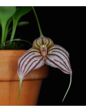 Masdevallia Enez Eusa