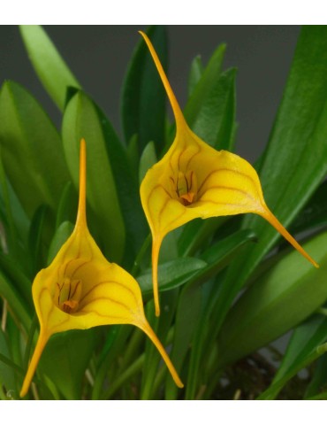 Masdevallia Enez Sun orchidée miniature, vente 2