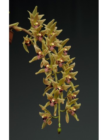 Cymbidium devonianum 2