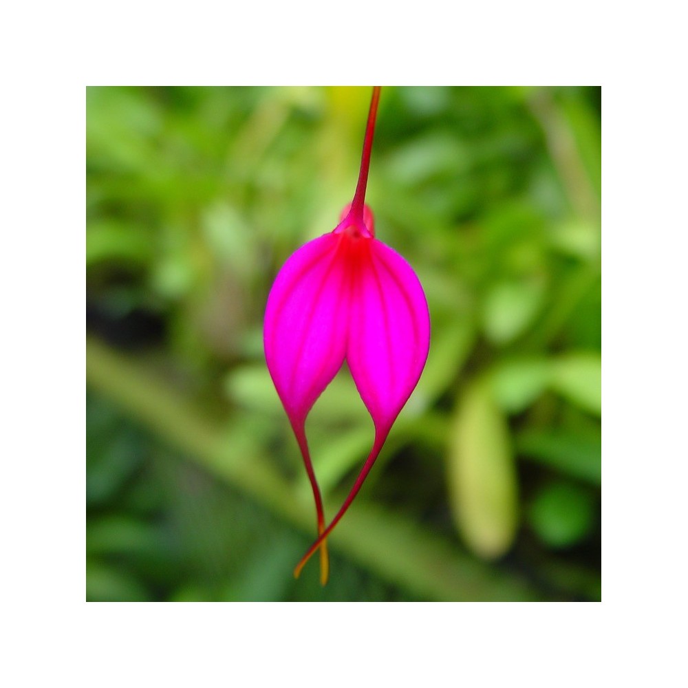 Masdevallia amabilis