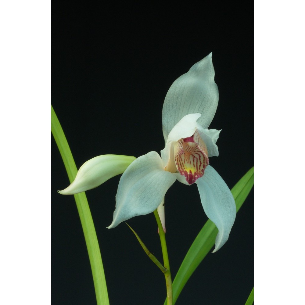 Cymbidium erythrostylum