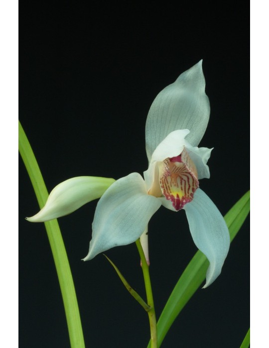 Cymbidium erythrostylum