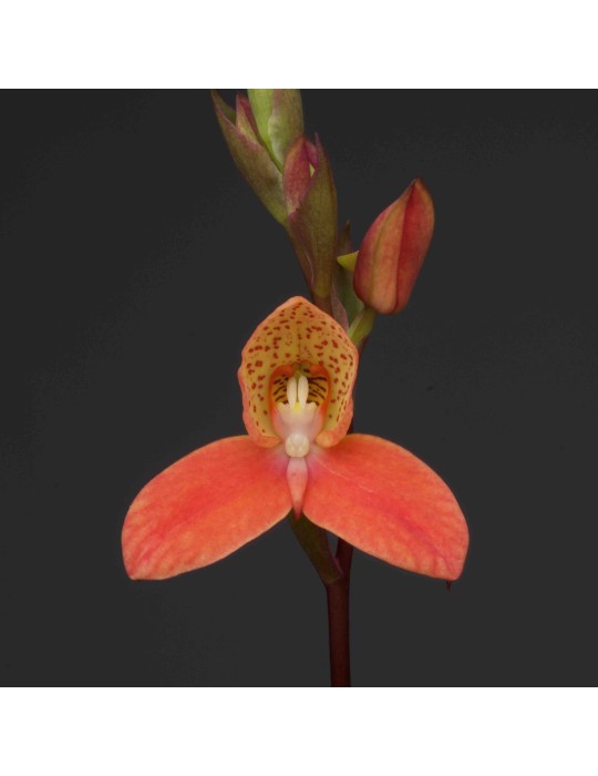 Disa Walter Buhr
