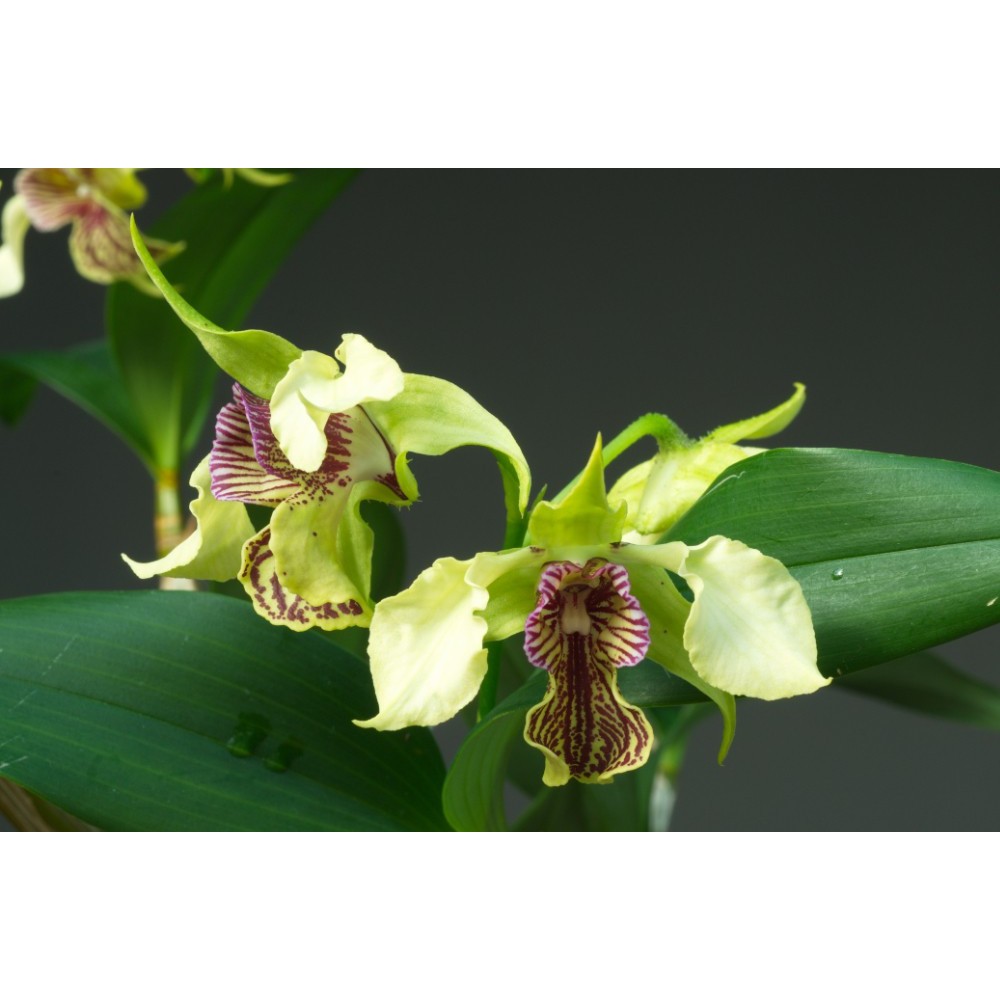 Dendrobium La Maripontaine