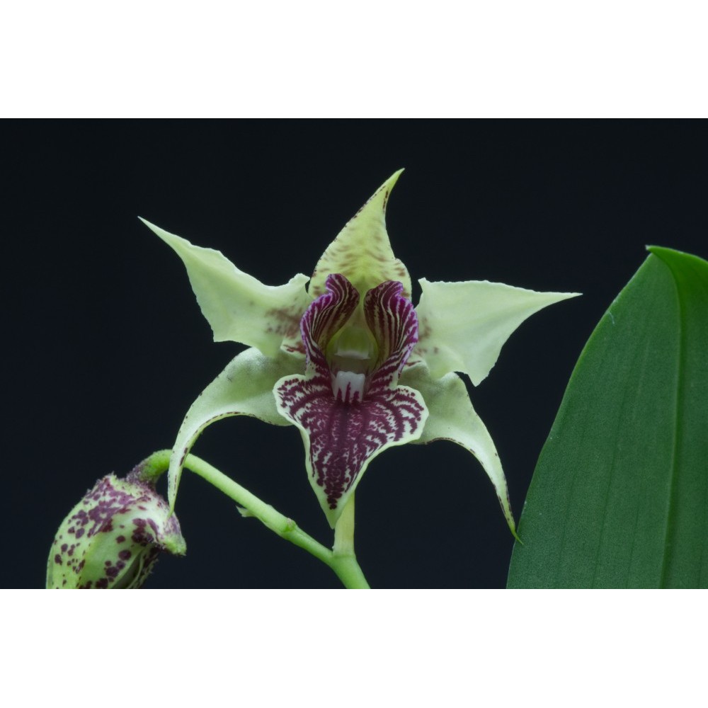 Dendrobium La Maripontaine