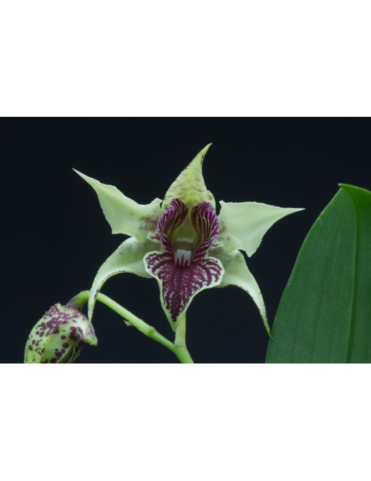 Dendrobium La Maripontaine