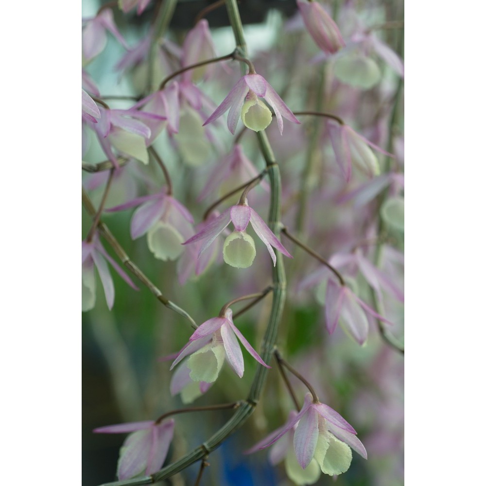 Dendrobium aphyllum