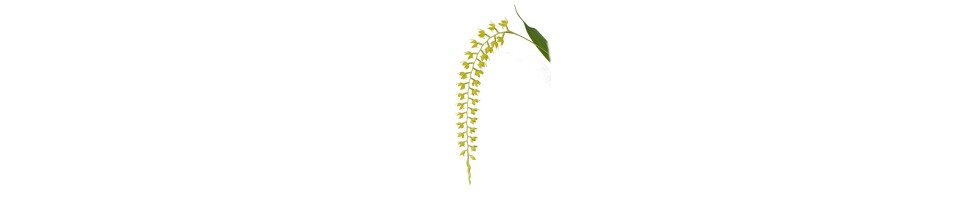 Dendrochilum botaniques orchidées, vente