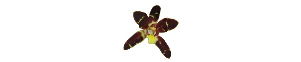 Autres orchidées, vente