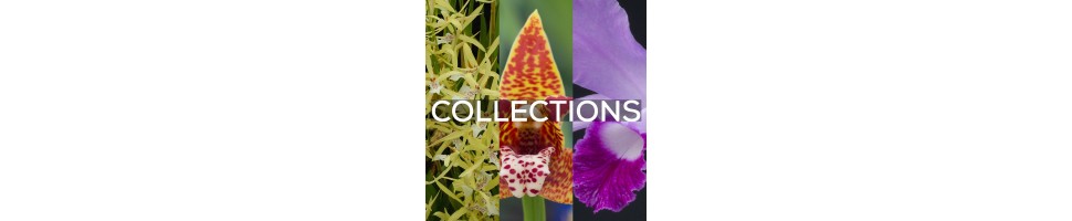 Les collections