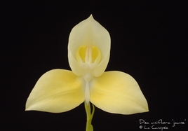 Disa uniflora jaune